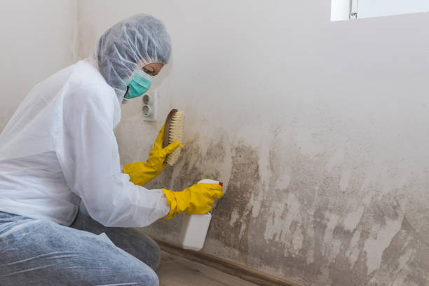Professional Mold Removal in Seffner, FL