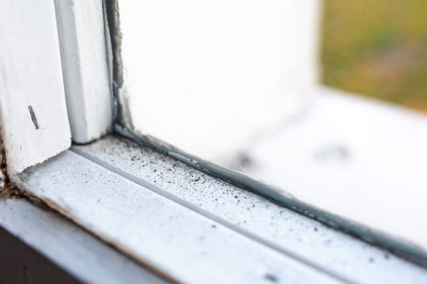 Best HVAC Mold Inspection and Cleaning  in Seffner, FL