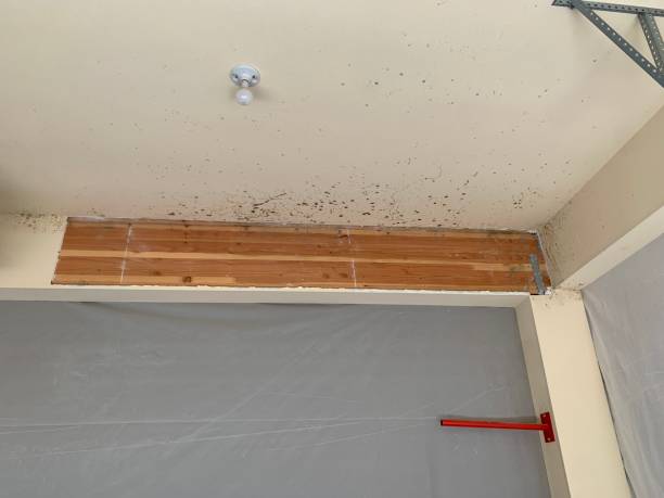 Best Black Mold Removal  in Seffner, FL