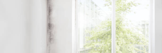 Best Residential Mold Inspection & Testing  in Seffner, FL