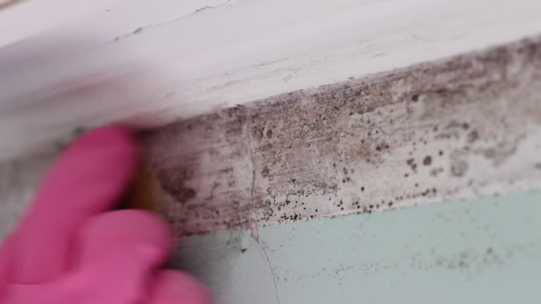 Best Emergency Mold Remediation  in Seffner, FL